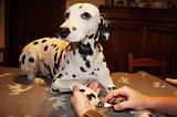 GRIFFES - DALMATIEN 038